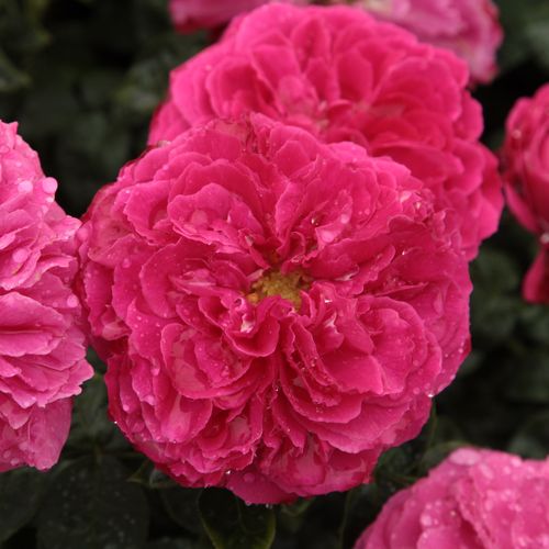 Szkółka róż - angielska róża - różowy  - Rosa  Ausmary - róża z intensywnym zapachem - David Austin - Świetnie nadaje się do pojedynczych grup i do obramowania zagonków kwiatowych. Jest odporna na choroby i dobrze znosi szeroką skalę okoliczności na miejs